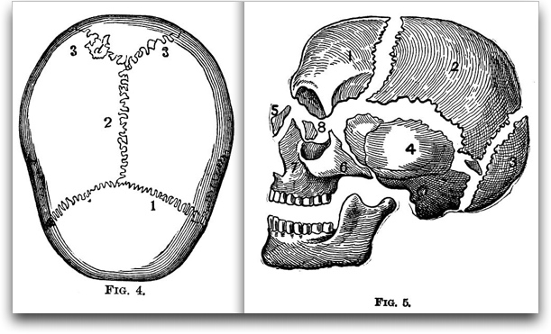 sutures in skull. sutures in skull. sutures in
